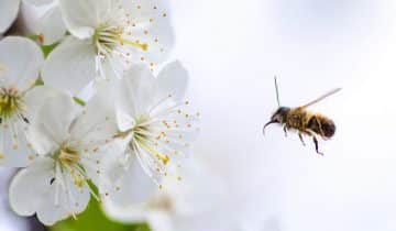 Black BeeOme – Fermentirani med rijetkih crnih pčela obnavlja prirodnu mikrofloru kože