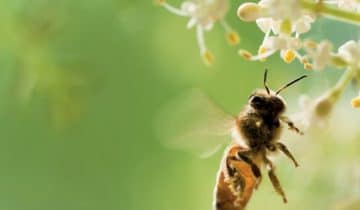 PHYTO Wax / KahlWax 2225 – Alternativa prirodnom i veganskom pčelinjem vosku
